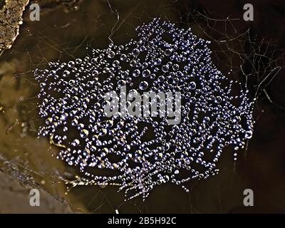 La rugiada del mattino si è condensata in gocce di tipo gioiello su un ragno spraterweb che si sta ascoltando al sole del mattino. Foto Stock