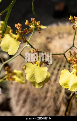 Dancing Lady orchid è un fiore giallo Oncidium flexuosum orchidea cresce in un giardino botanico tropicale. Foto Stock