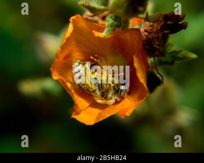 Un'ape selvaggia nativa dell'Arizona che dorme all'interno della fioritura di un fiore selvatico. Foto Stock
