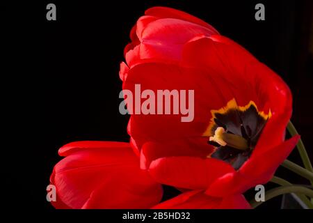 freschi e bei tulipani rossi isolati su nero Foto Stock