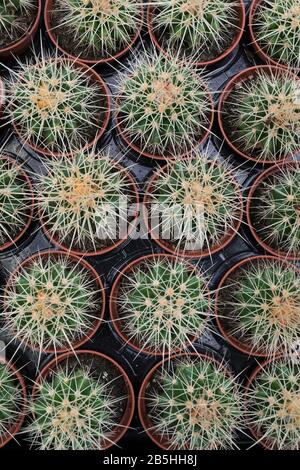 Fila di piccole piante di Cactus vista dall'alto primo piano pieno telaio Foto Stock