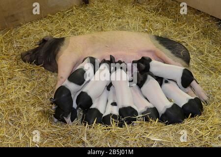 Schwaebisch-Haellisches Landschwein, Halle 25, Gruene Woche, Messe, Charlottenburg di Berlino, Deutschland Foto Stock