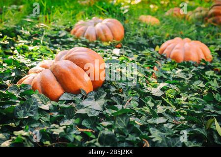 grandi zucche arancioni luminose si trovano in foglie verdi ivy sul giardino. Concetto - sfondo autunno, raccolto. Sfondo scuro Foto Stock