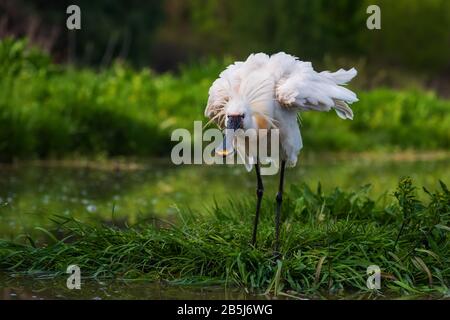 Eurasian Spoonbill - Platalea leucorodia, bello grande uccello di acqua dolce dai laghi e dalle paludi eurosian, Hortobagy, Ungheria. Foto Stock