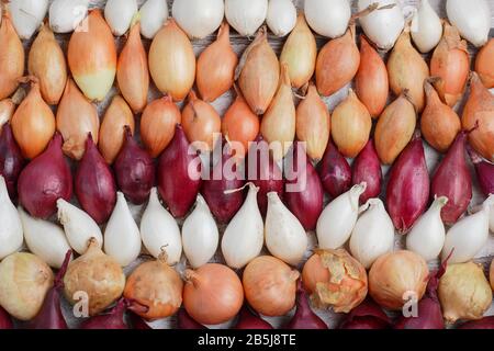 Allium cepa. Set di cipolle immature - varietà Stuttgarter, Centurion, Red Baron e Snowball. REGNO UNITO Foto Stock