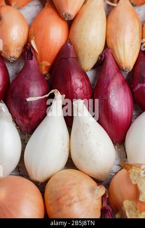 Allium cepa. Set di cipolle immature - varietà Stuttgarter, Centurion, Red Baron e Snowball. REGNO UNITO Foto Stock