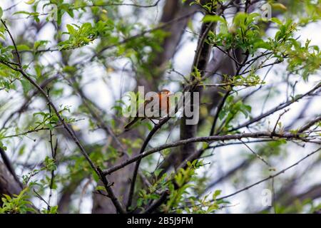 Erithacus rubecula (europeo rapina) con insetto nel suo becco che alimenta per i suoi pulcini, Lancashire, Inghilterra, Regno Unito Foto Stock