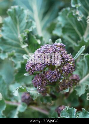 Primi viola Germogliando Broccoli crescere in un orto nel mese di marzo. Foto Stock