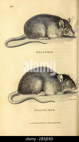 Vari Ratti di zoologia generale, o, sistematica storia naturale Vol 2 Mammalia, di Shaw, George, 1751-1813; Stephens, James Francis, 1792-1853; Heath, Charles, 1785-1848, incisore; Griffith, signora, incisore; Chappelow. Copperplate Stampato a Londra nel 1801 da G. Kearsley Foto Stock