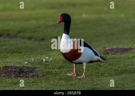 Un solitario shelduck si erge isolato su erba . Foto Stock