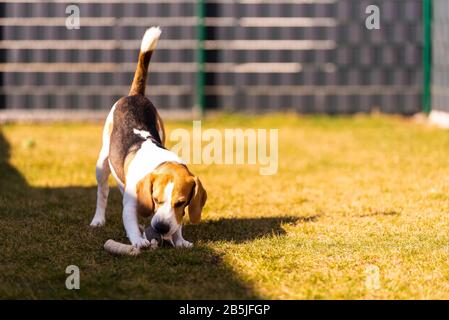 Buon cane beagle che corre con le orecchie volanti verso la fotocamera Foto Stock