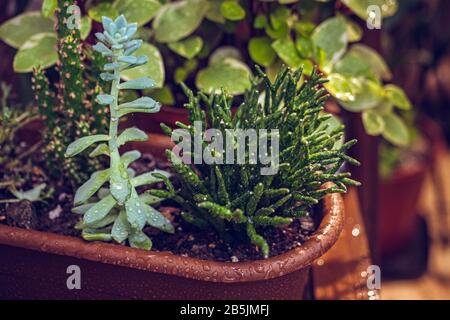 Una raccolta di cactus e succulenti vari in una pentola. Piante di cactus indoor. Foto Stock