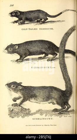 Dormouse di zoologia generale, o, Sistematica storia naturale Vol 2 Mammalia, di Shaw, George, 1751-1813; Stephens, James Francis, 1792-1853; Heath, Charles, 1785-1848, incisore; Griffith, signora, incisore; Chappelow. Copperplate Stampato a Londra nel 1801 da G. Kearsley Foto Stock