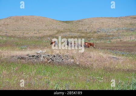 3 cavalli sul pendio di gamma paesaggio con fiori selvatici e cielo blu brillante. Due cavalli sono marroni, la terza è una fattoria marrone scuro animali con g elegante Foto Stock