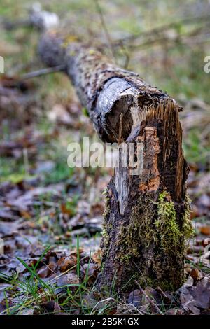 Un grande albero abbattuto da castori. Il vecchio albero secco tronco sulla riva del lago. Stagione della primavera. Foto Stock