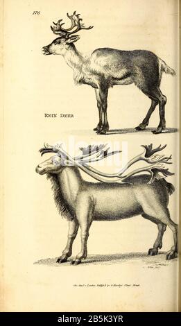 Rein Deer from General zoology, or, Sistematic natural history Vol II Parte 2 Mammalia, by Shaw, George, 1751-1813; Stephens, James Francis, 1792-1853; Heath, Charles, 1785-1848, incisore; Griffith, signora, incisore; Chappelow. Copperplate Stampato a Londra nel 1801 da G. Kearsley Foto Stock