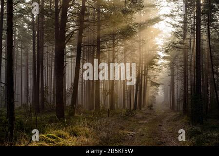 nei boschi il sole del mattino presto cerca di toccare il soffice muschio della foresta con i suoi caldi raggi solari che si rompono attraverso rami di albero Foto Stock