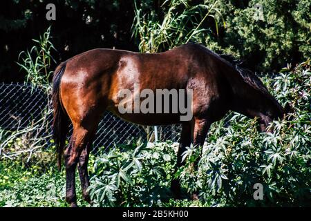Cipro di Paphos 08 marzo 2020 Vista di vari cavalli che vivono nella campagna di Paphos Foto Stock