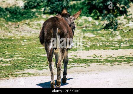 Cipro di Paphos 08 marzo 2020 Vista di vari asini che vivono nella campagna di Paphos Foto Stock