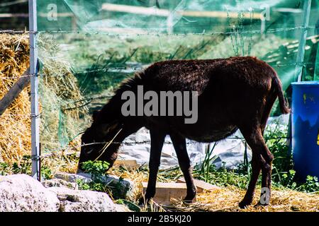Cipro di Paphos 08 marzo 2020 Vista di vari asini che vivono nella campagna di Paphos Foto Stock