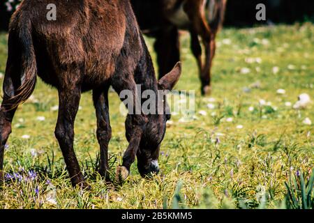 Cipro di Paphos 08 marzo 2020 Vista di vari asini che vivono nella campagna di Paphos Foto Stock