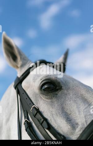 Dettaglio del ritratto bianco dell'occhio del cavallo. Foto Stock