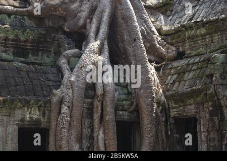 Le Radici di albero voluminose che crescono dalle rovine antiche del tempio di Ta Prohm Khmer, luogo di film di Tomb Raider. Angkor Wat Buddista Complesso, Siem Reap, Cambogia Foto Stock