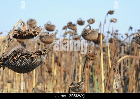 Campo di essiccazione girasoli a Tuscanu, Italia, Europa Foto Stock