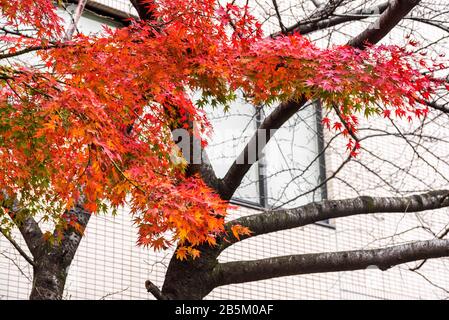 Vibrante autunno lascia, Tokyo, Giappone Foto Stock