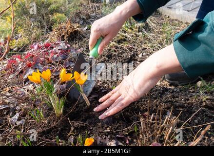 Trapianto di pianta usando scoop all'inizio della primavera in una giornata di sole. Femmina mani trapianto croco fiore. Mani belle con una pala da giardino. Foto di Th Foto Stock