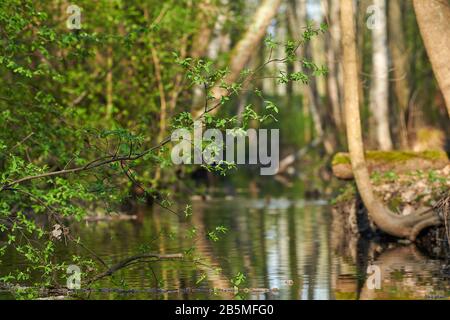 Foglie verdi fresche di un salice sopra il piccolo fiume la sera di primavera a Helsinki, Finlandia Foto Stock