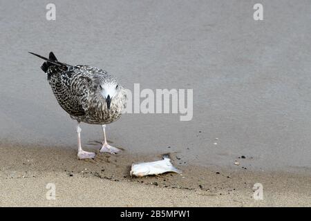 Gabbiano di aringa europea (Larus argentatus) giovane uccello giovanile mangiare un pesce sulla sabbia sulle rive del Mar Baltico, Gdansk, Polonia. Gabbiano di aringa Foto Stock