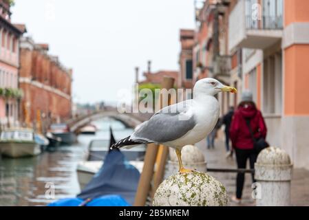 Turismo e gabbiano durante le piogge al Rio de la Fornace, quartiere di Dorsoduro, Venezia/Italia Foto Stock