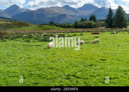 Pecore al pascolo in Scozia lungo la West Highland Way Foto Stock