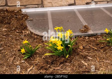 Primavera 2020 Daffodils che mostrano il loro colore all'inizio di marzo Foto Stock