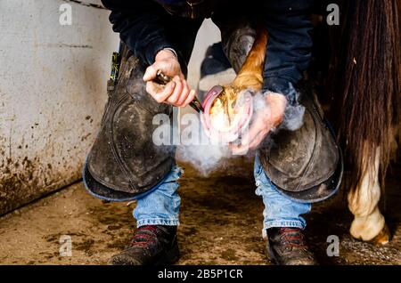 Finitrice di hot shoeing su un cavallo, fabbro, equestre Foto Stock