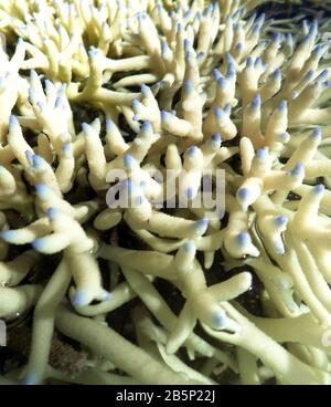 Dettaglio corallo di Acropora sbiancato con punte blu, Isola di Heron, Grande barriera Corallina, Marzo 2020 Foto Stock