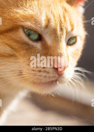 Il gatto ginger carino è alla vista. PET ritratto primo piano faccia. Foto Stock
