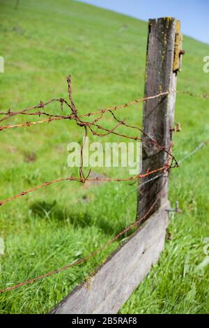 Arrugginite Barbed Filo Fence Sulla Collina Di Green Grass Foto Stock