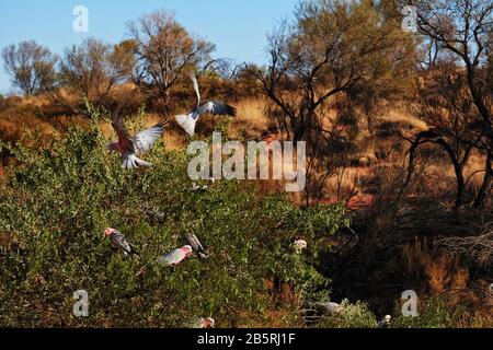Galahs (Eolophus roseicapilla) nutrirsi di un verde bush Sails in the Desert, Ayers Rock Resort; Yulara; Northern Territory Foto Stock