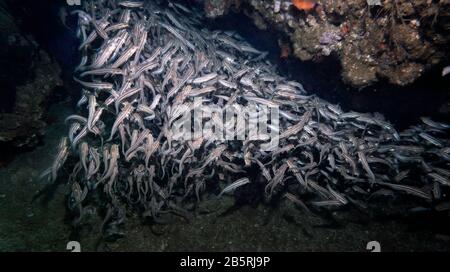 Massa di pesce anguilla a strisce giovanile (Plotosus lineatus) su una barriera corallina in una fitta scuola di protezione, Golfo di Oman, Mar Arabico, Oceano Indiano, colore Foto Stock