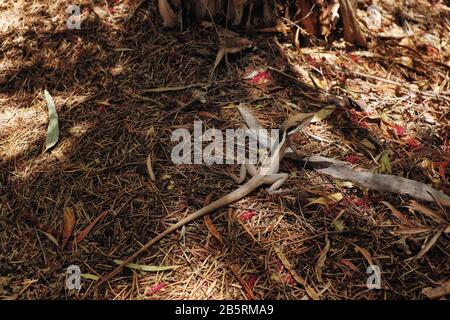 Drago a lungo naso o drago d'acqua australiano tra le foglie cadute a Yulara, Gardens Hotel (Amphibolurus longirostris) Foto Stock