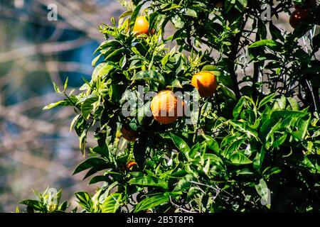 Cipro di Paphos 08 marzo 2020 Vista di varie arance che crescono nelle strade di Paphos a Cipro Foto Stock