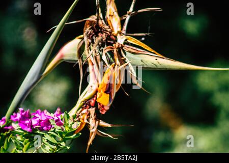 Cipro di Paphos 08 marzo 2020 Vista di vari fiori che crescono nelle strade di Paphos a Cipro Foto Stock