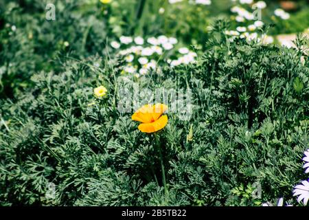 Cipro di Paphos 08 marzo 2020 Vista di vari fiori che crescono nelle strade di Paphos a Cipro Foto Stock