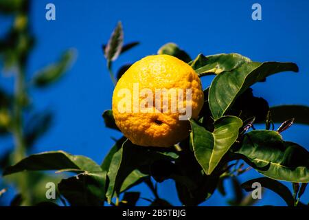 Cipro di Paphos 08 marzo 2020 Vista di vari limoni che crescono nelle strade di Paphos a Cipro Foto Stock