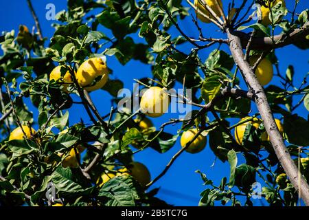 Cipro di Paphos 08 marzo 2020 Vista di vari limoni che crescono nelle strade di Paphos a Cipro Foto Stock