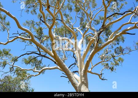 Questo Ghost Gum (Corymbia aparrerinja) è il più grande in Australia, alto 33 metri e vecchio 300 anni. East MacDonnell Ranges , Northern Territory, NT, Foto Stock