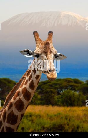 Giraffe di fronte al monte Kilimanjaro, il parco nazionale di Amboseli Kenya, Africa. Animale nell'habitat. Fauna selvatica scena dalla natura Foto Stock