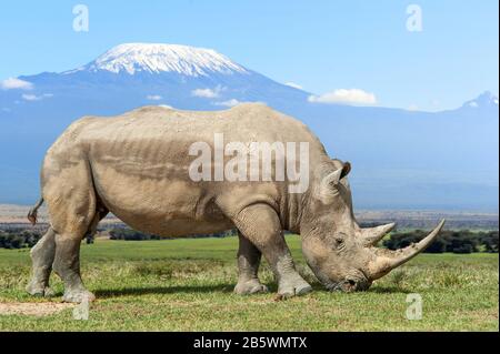 Rhino di fronte al monte Kilimanjaro, Parco Nazionale Amboseli del Kenya, Africa Foto Stock